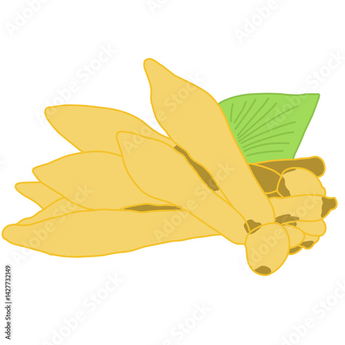 An illustration of fresh finger root (Boesenbergia rotunda) with vibrant yellow rhizomes and a green leaf