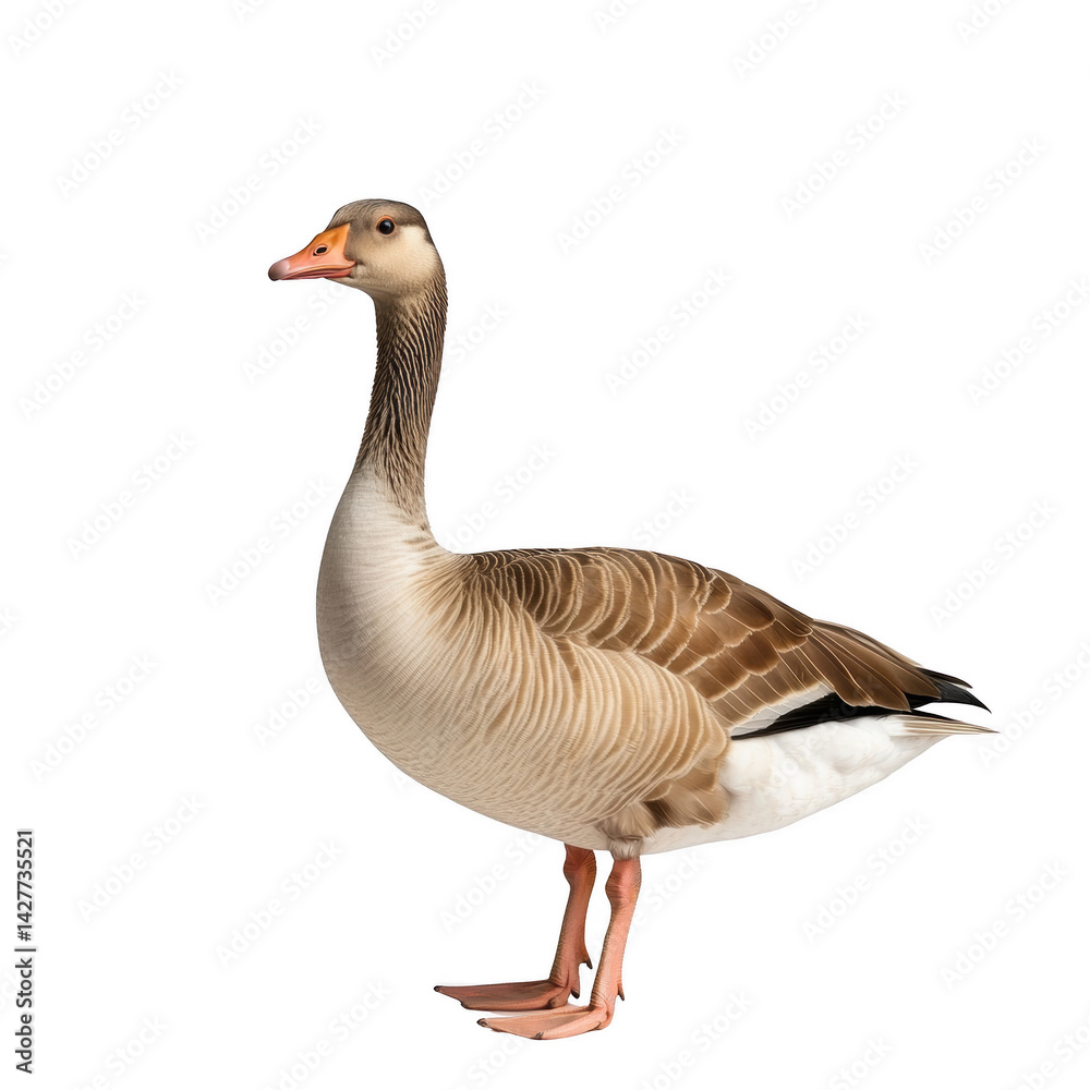 A graceful goose standing proud, captured in a serene portrait. This goose's refined presence and elegant pose evoke a sense of natural beauty A graceful goose standing proud, captured in a serene portrait. This goose's refined presence and elegant pose evoke a sense of natural beauty