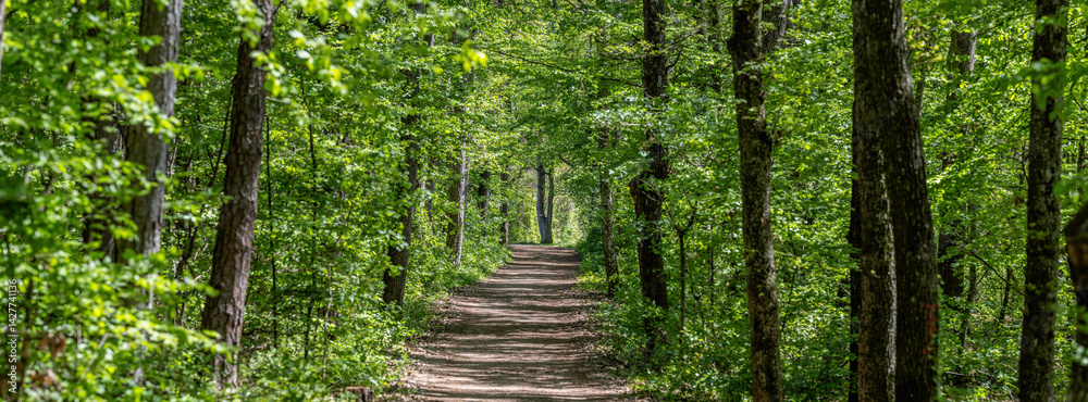 Obraz premium green forest in spring time