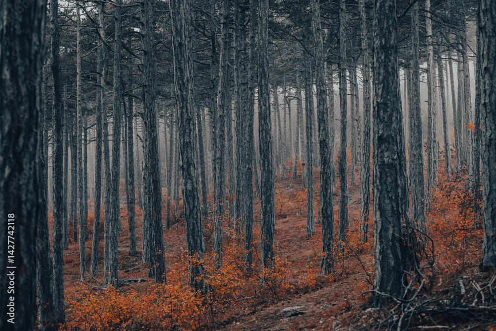 Fototapeta premium colorful autumn forest in the mist