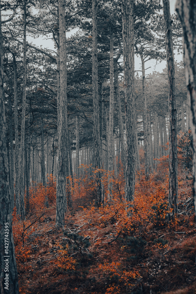 Naklejka premium colorful autumn forest in the mist