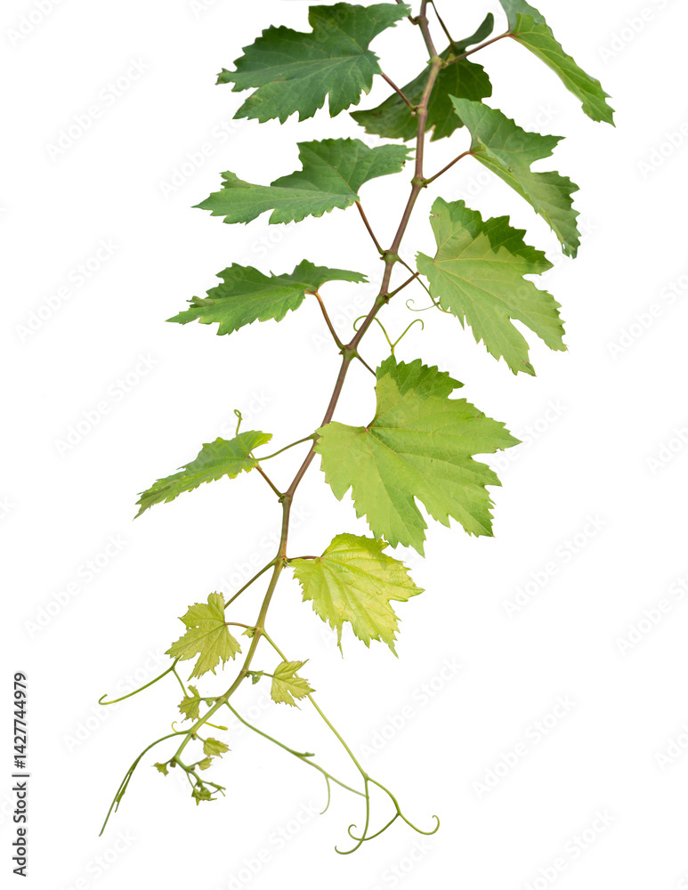 Fototapeta premium Grape branch on transparent background.Grapevine.