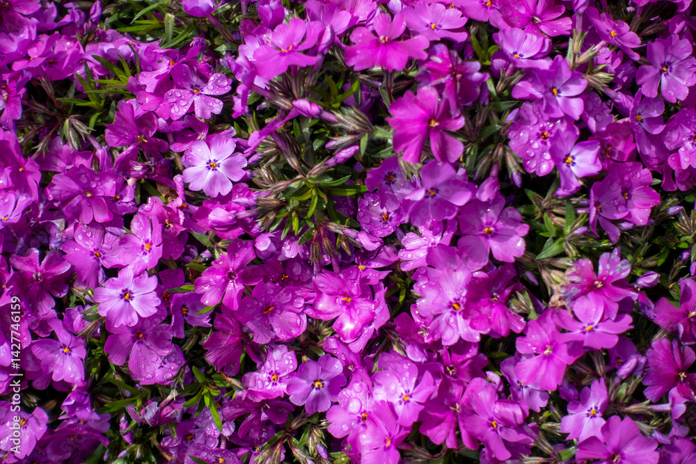 A close up of a field of purple flowers A close up of a field of purple flowers