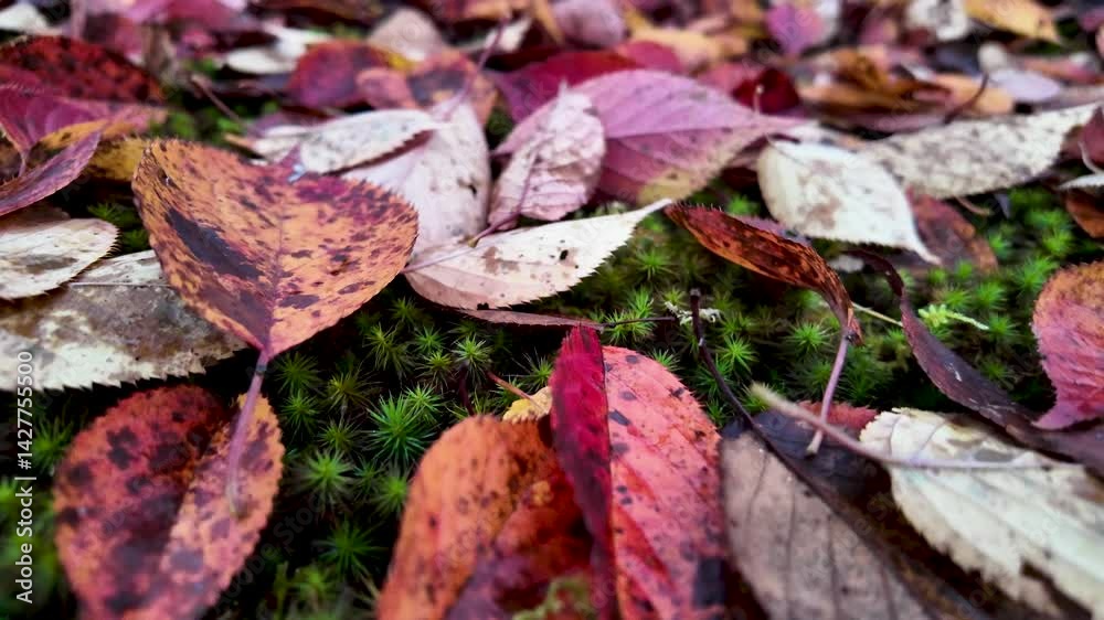 Close up view of colorful autumn leaves laying on bright green moss in a forest during fall season Close up view of colorful autumn leaves laying on bright green moss in a forest during fall season