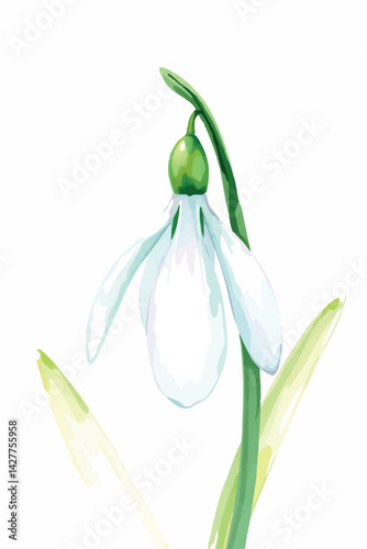 Snowdrop flower in watercolor. Isolated early spring bloom for seasonal and botanical projects.