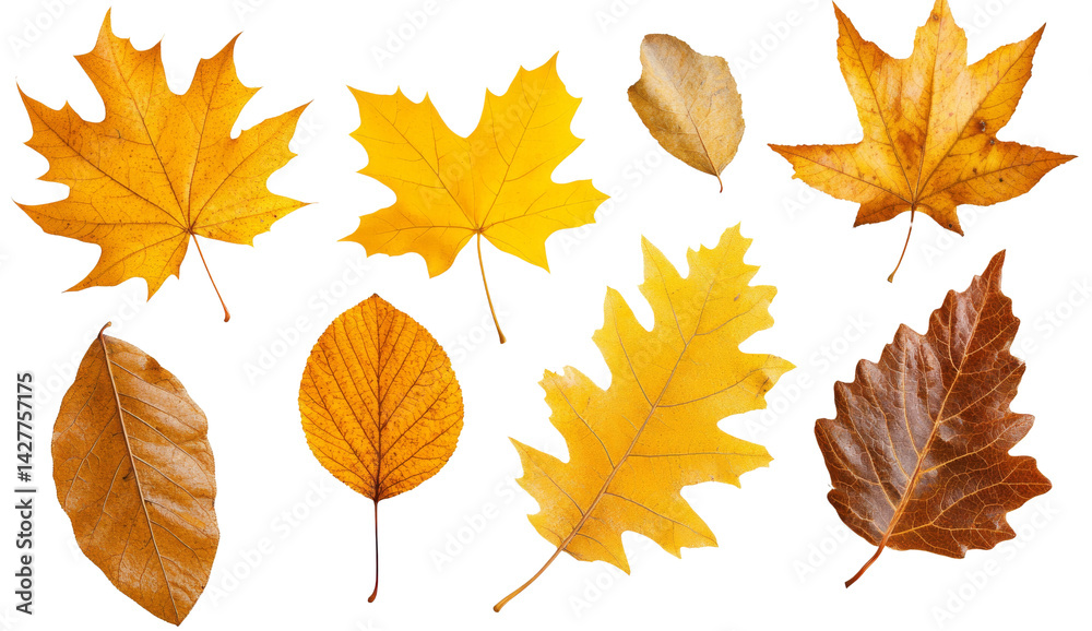 Fototapeta premium Collection of various colorful autumnal leaves of different tree species.