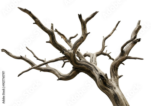 Dead Tree Branches Isolated on White Background transparent background