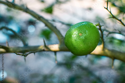 Wallpaper Mural Branches of green lime tree with ripe fruits growing in orchard on summer day. Fresh oranges are hung from trees at an orange orchard with with Bokeh background. green fresh lime in dark lime tree Torontodigital.ca