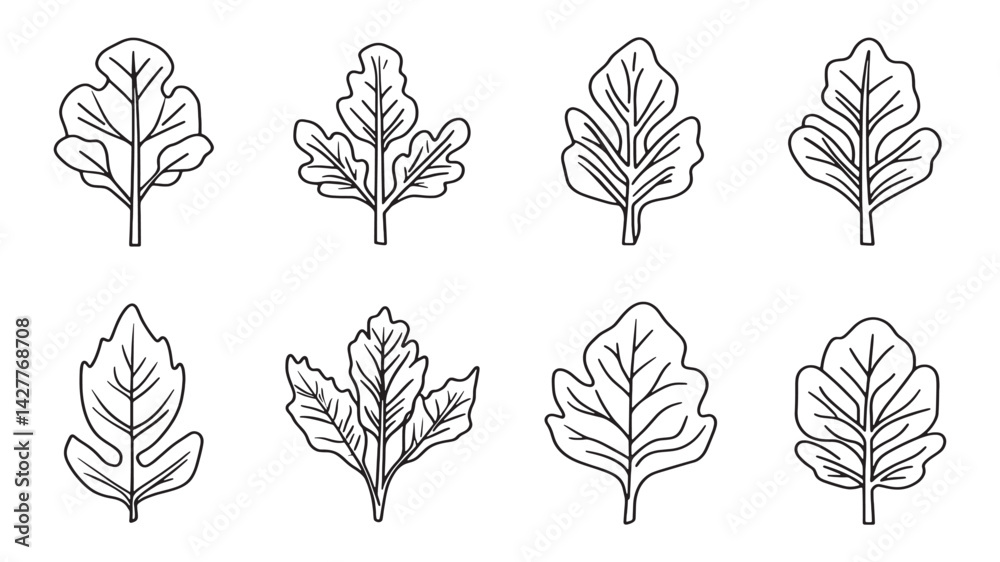 Fototapeta premium Arugula_leaf line art elegant fresh green vegetable sketch for design