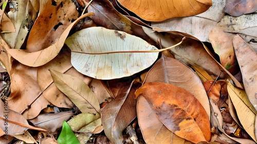 leaf litter texture with decomposing organic matter