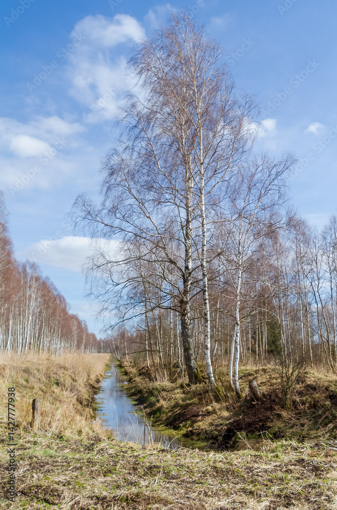Bare birch trees line a quiet ditch under soft early spring blue sky. Shot from low angle, quiet early spring mood, trees reflect along narrow ditch in open meadow. Bare birch trees line a quiet ditch under soft early spring blue sky. Shot from low angle, quiet early spring mood, trees reflect along narrow ditch in open meadow.