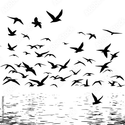 Sea birds, seagle,sea Eagle 