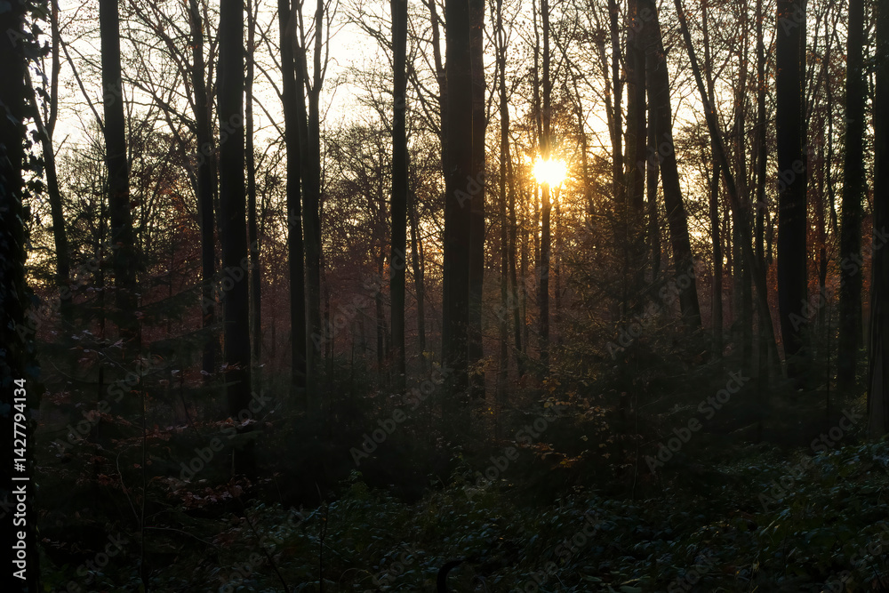 Obraz premium Sun shining through trees in Netherlands forest