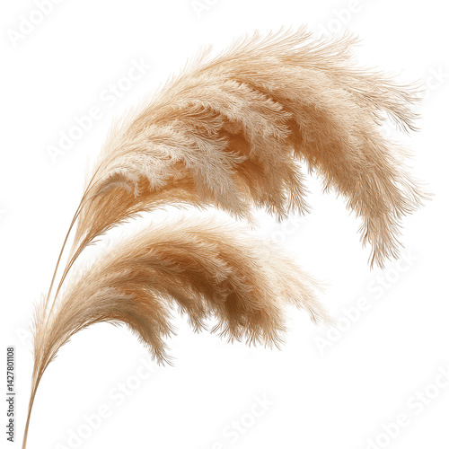 Elegant Pampas Grass on Green Screen -  Bohemian Decor Element