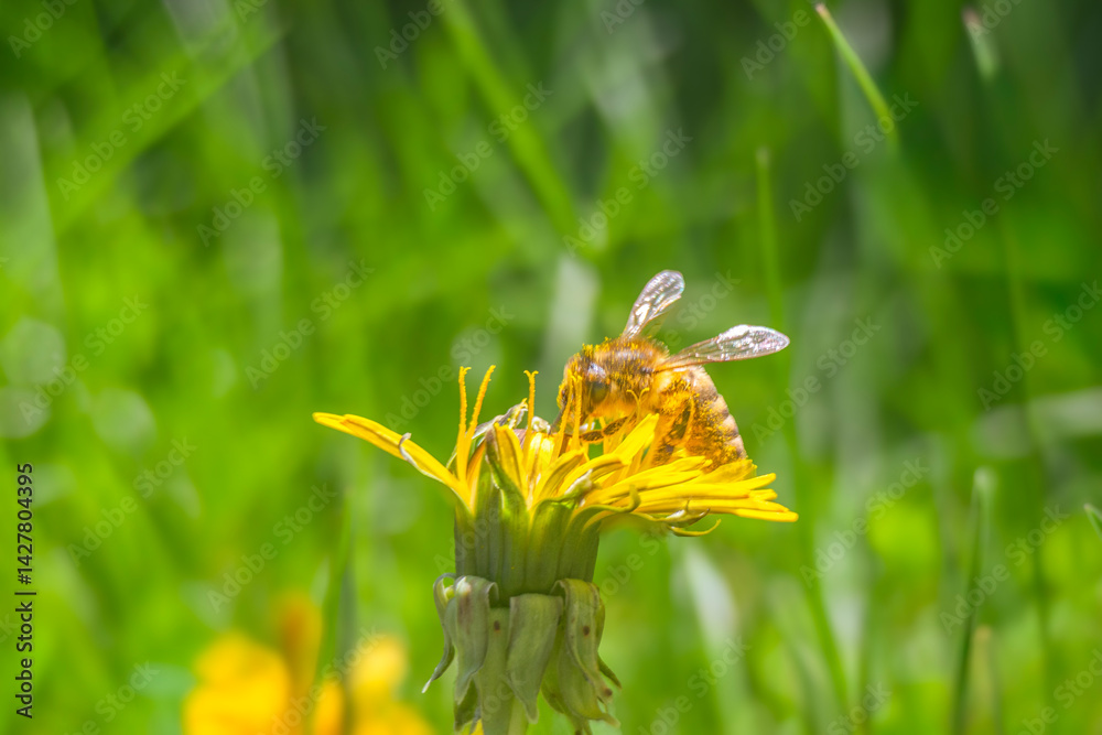 Spring flowers in macro photos.