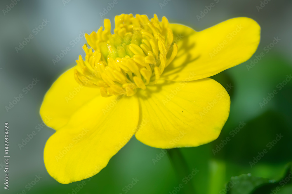 Spring flowers in macro photos.