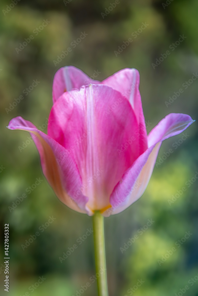 Spring flowers in macro photos.