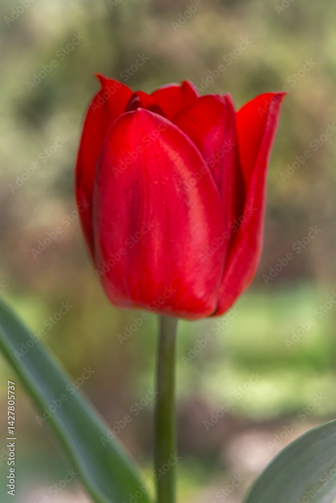 Spring flowers in macro photos.