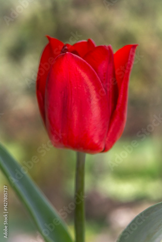 Obraz na płótnie Spring flowers in macro photos. w salonie