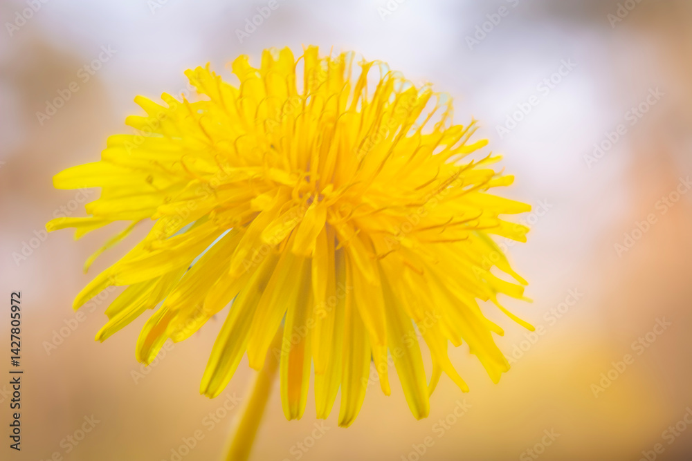 Spring flowers in macro photos.