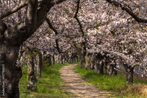 桜吹雪舞う日本の並木道