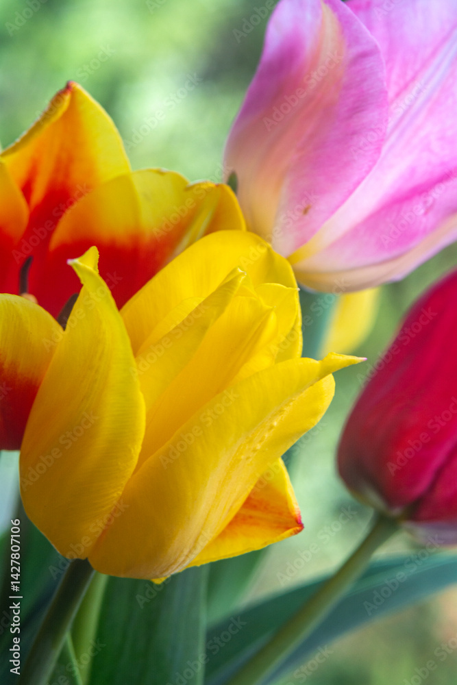 Spring flowers in macro photos.
