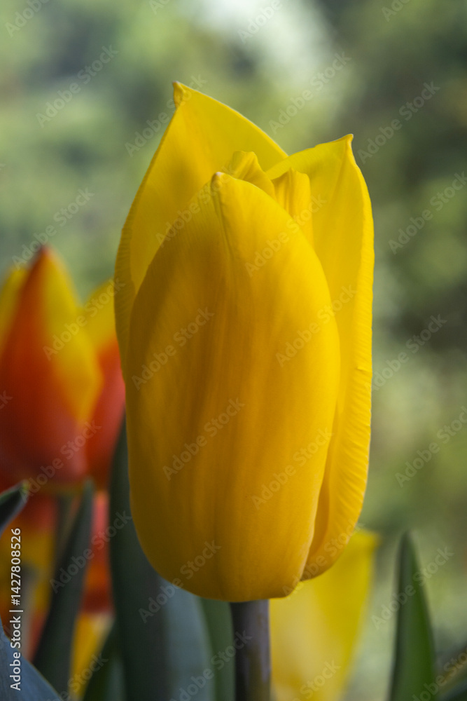 Spring flowers in macro photos.