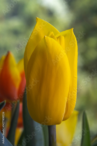 Obraz na płótnie Spring flowers in macro photos. w salonie