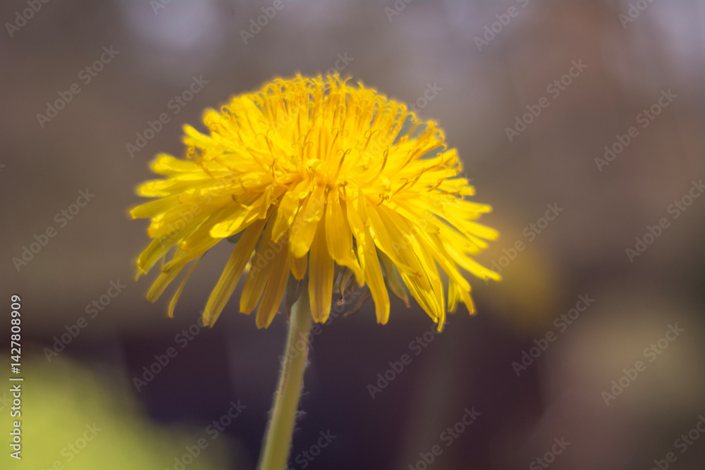 Spring flowers in macro photos.