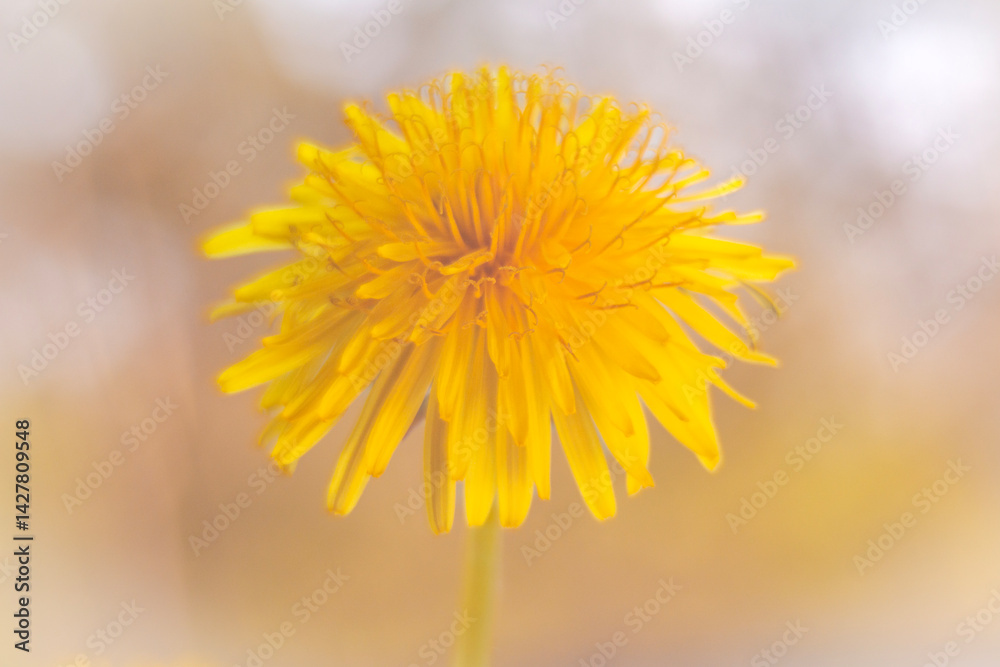 Spring flowers in macro photos.