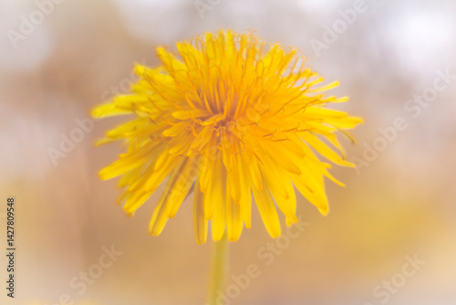 Obraz na płótnie Spring flowers in macro photos. w salonie