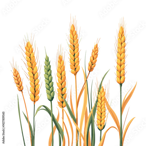 Vsai ripe wheat stalks growing in field, agriculture and harvest concept