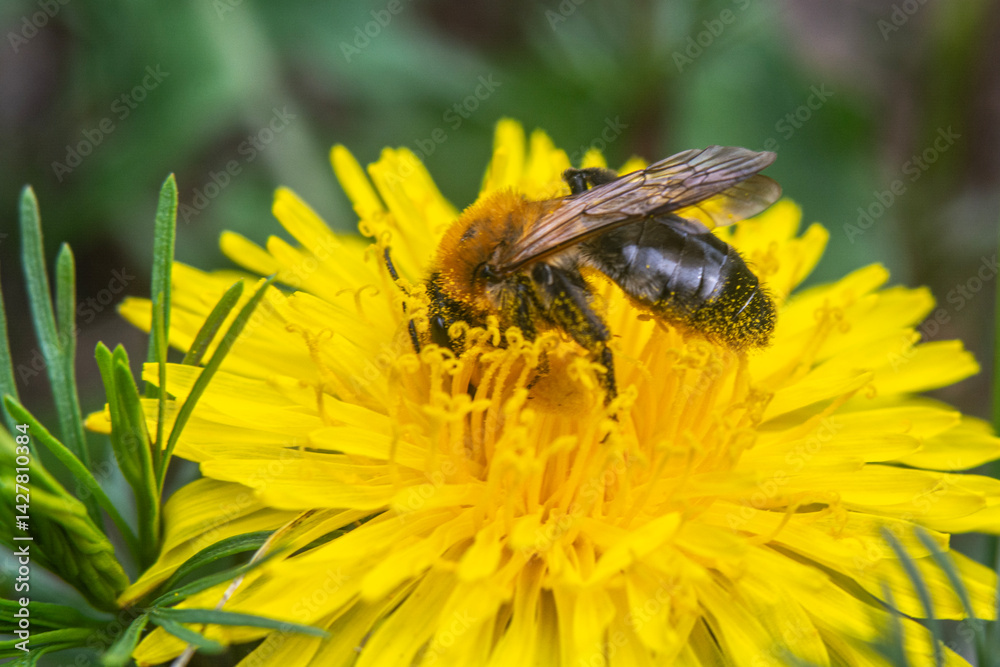 Spring flowers in macro photos.
