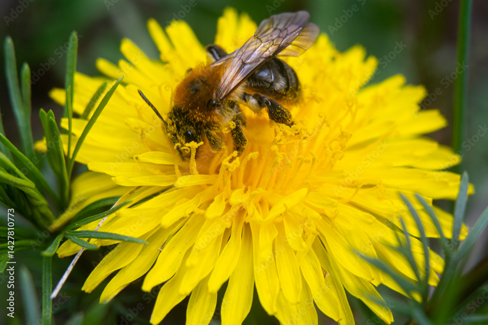 Spring flowers in macro photos.