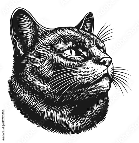 Detailed Black and White Cat Engraving Illustration for Art Lovers