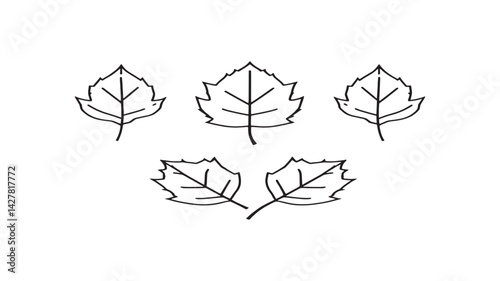 Sycamore leaf line art botanical nature drawing in black ink
