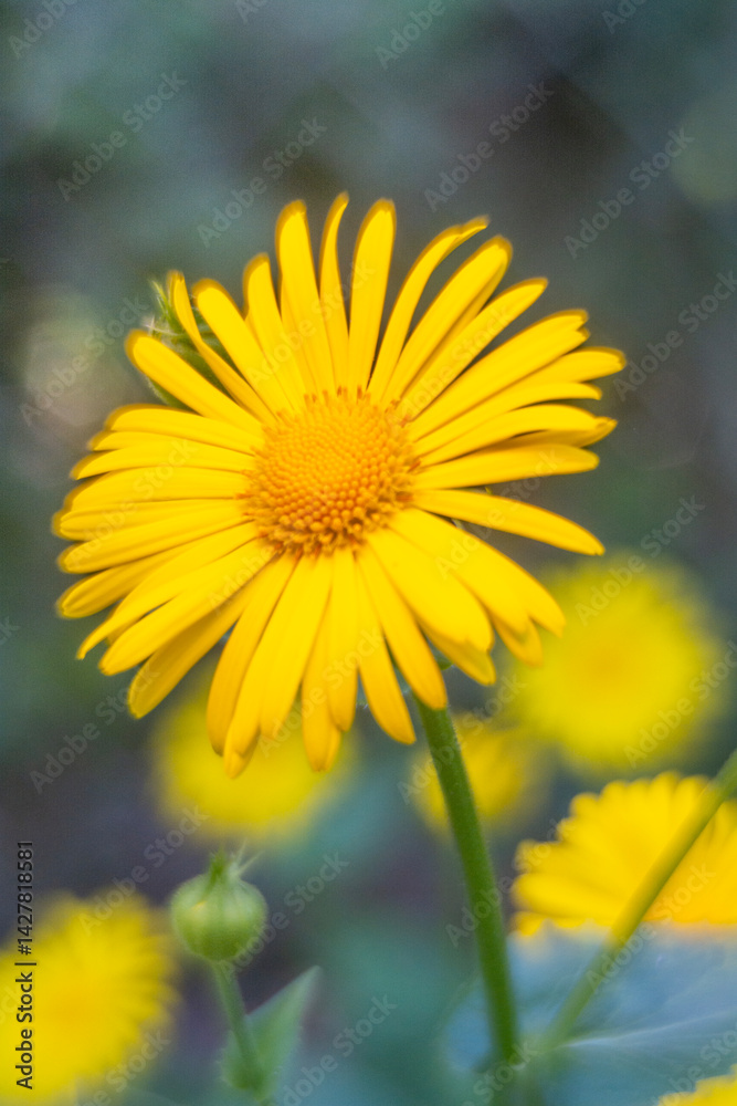 Spring flowers in macro photos.