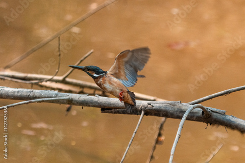 Beautiful Kingfisher in the...
