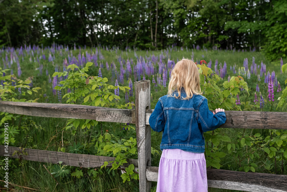Fototapeta premium Girl in denim jacket looks over wooden fence at lupine field
