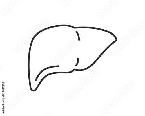 肝臓のイラスト