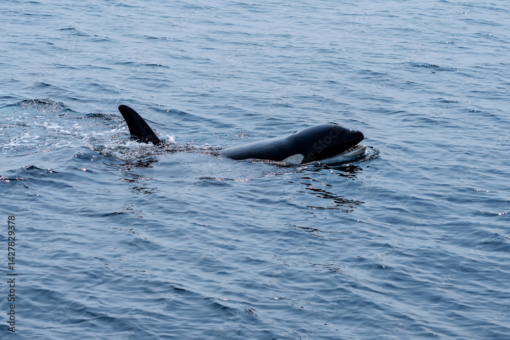 Fototapeta premium 北海道の羅臼沖を優雅に泳ぐシャチ