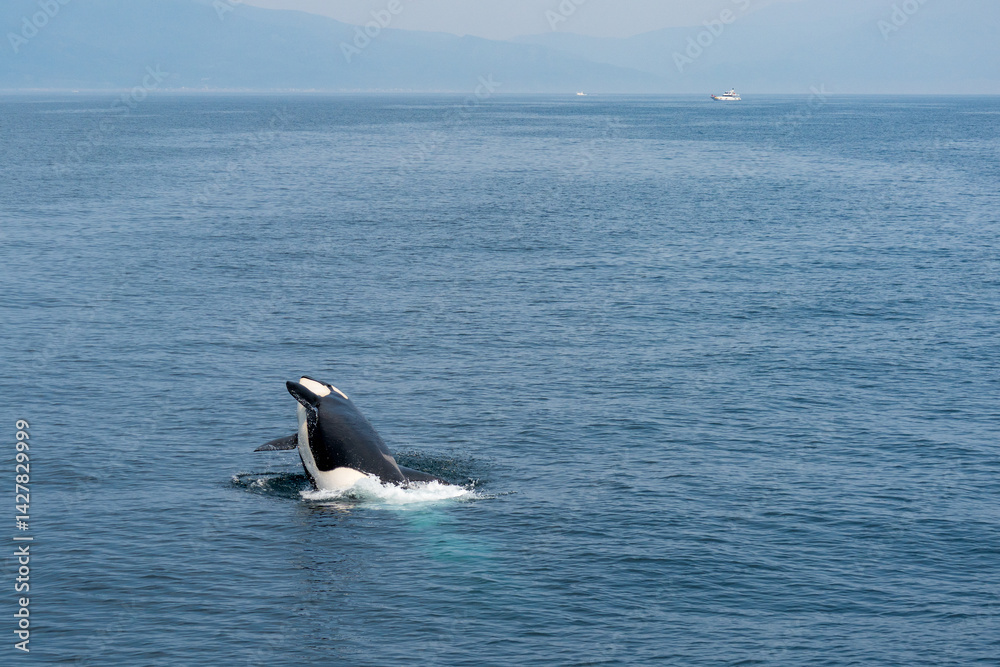 Fototapeta premium 北海道の羅臼沖でブリーチングするシャチ