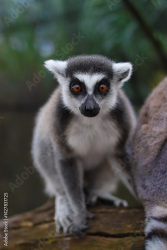 ring tailed lemur