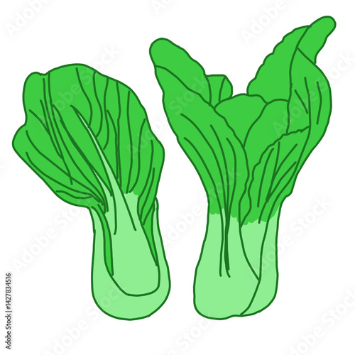An illustration of fresh bok choy (pakcoy) with vibrant green leaves and thick white stems, isolated on a white background.