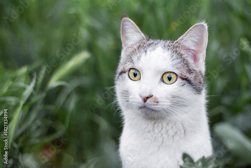 A very beautiful domestic cat sits among plants