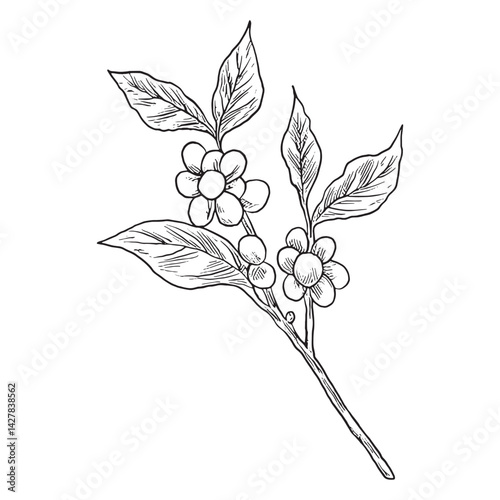 Antique illustration of coffee tree