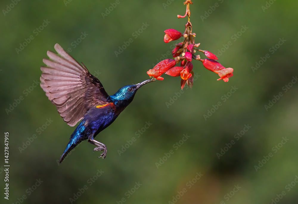 Purple sunbird male hovering and sucking nectar from flowers. Selective focus.