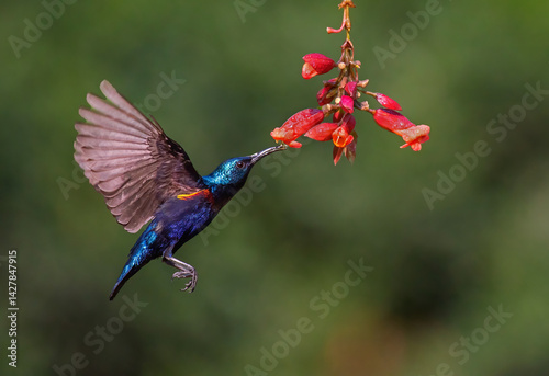 Obraz na płótnie Purple sunbird male hovering and sucking nectar from flowers. Selective focus. w salonie