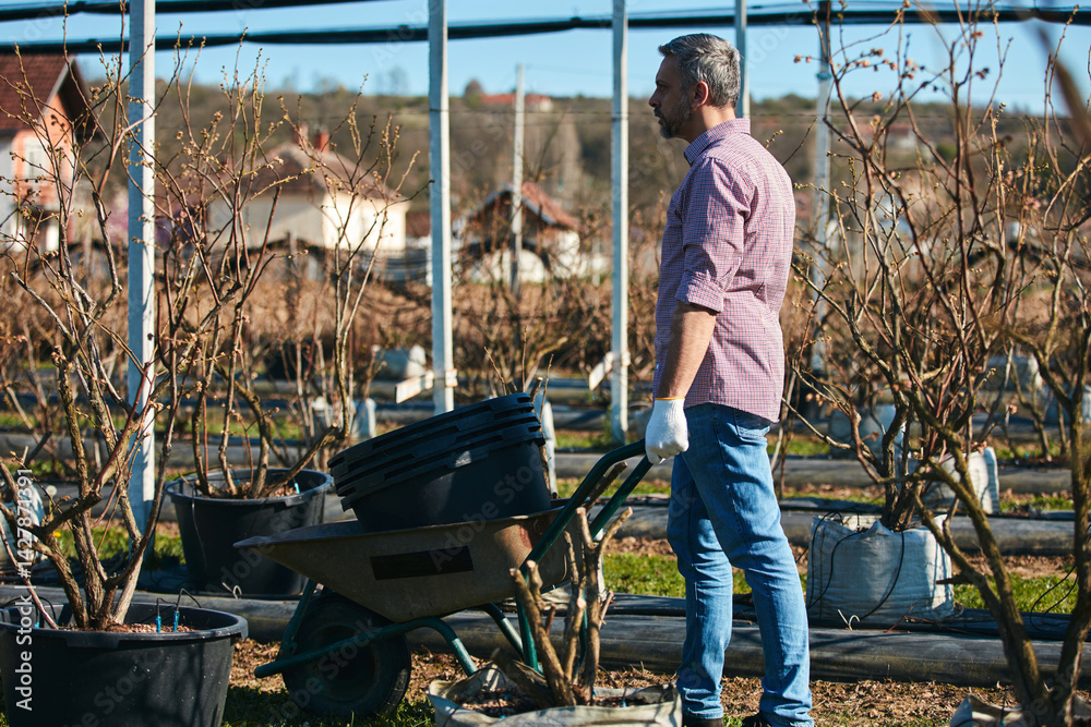 A male gardener with wheelbarrow working in an blueberries organic farm.