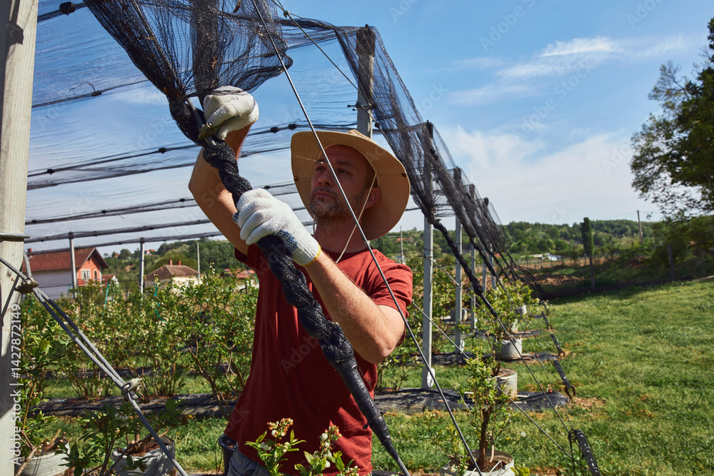 Farmer installing anti hail netting on a agricultural farm for protecting fruits, vegetables and crops from severe weather conditions.